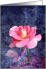 Pink Rose - Blank Note Card