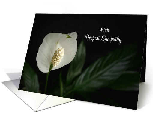 Sympathy Card - White Peace Lily Flower card (654637)