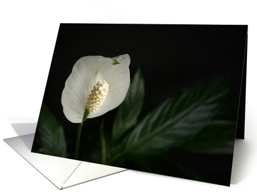 Peace Lily Blank Note card (654639)