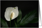 Peace Lily Blank Note Card