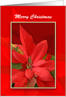 General Christmas Card with Red Poinsettia Plant, Merry Christmas card
