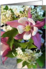 Columbine Flower Photograph card