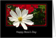 For Boss Boss’s Day Greeting Card - White Cosmos Flower card