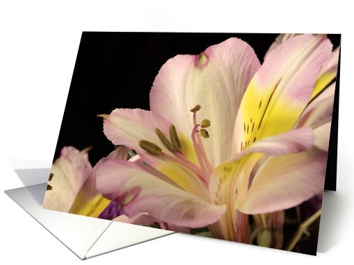 Peruvian Lily Blank Note card (699041)