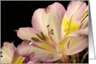 Peruvian Lily Blank Note Card