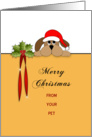 From Pet, Merry Christmas Card with Holly card