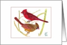 Cardinal birds male female couple watercolor Catinka Knoth card