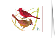 Cardinal birds male female couple watercolor Catinka Knoth card