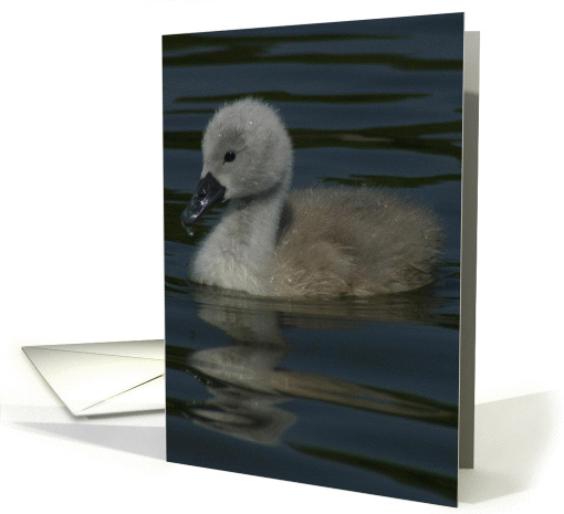 Little cygnet card (175364)