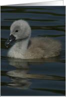 Little cygnet