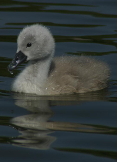 Little cygnet