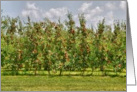 NY Apple Orchards card