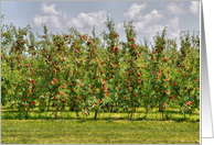 NY Apple Orchards