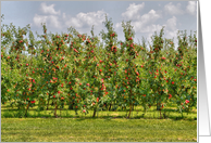 NY Apple Orchards card