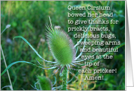Prickly Queens
