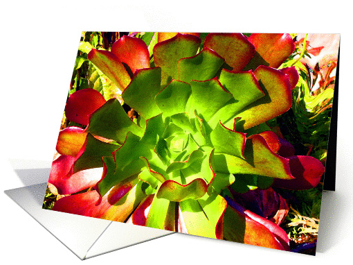 Riding High card (873194)