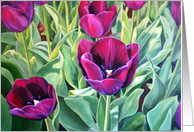 Purple Tulips