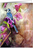 Blue Jay card
