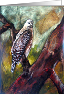 hawk card
