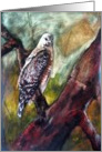 hawk card
