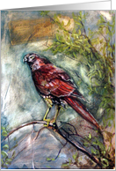 red hawk card