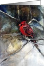 Cardinal In The Snow card