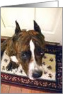 Sad Dog American Staffordshire Terrier card