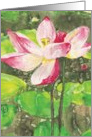 Water Lily card