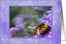 Bee on Purple England Asters, Blank Inside card