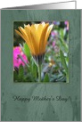 Yellow Gerber Daisey, Happy Mother’s Day! card