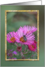 Busy bee on Pink English Aster Flowers card