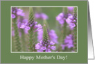 Field of purple, Mother’s Day! card