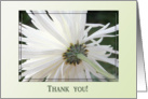 Simple White, Thank you! card