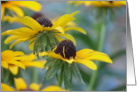 Black eyed Susans!, Birthday card