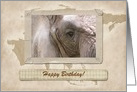 Kind Giant Elephant, Happy Birthday, Custom Text card
