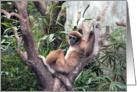 Monkey Recliner, Birthday card