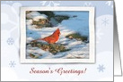 Redbird in the Snow, Season’s Greetings, Custom Text card
