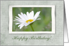 Ox Eye Flower, Birthday card