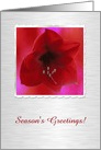 Amaryllis on Silver, Seasons Greetings, Custom Text card