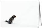 Squirrel in the Snow, Birthday card