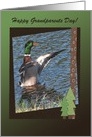 Drake Mallard Duck, Grandparents Day, Custom Text card