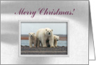Invitation, Polar Bear Family, Merry Christmas card