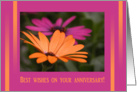 Gerber Daisies, Best wishes on your anniversary! card