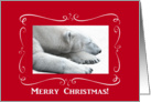 Polar Bear Dreaming of Christmas, Merry Christmas card