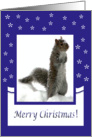 Squirrel in the snow card