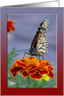 Marigold with Monarch, September Birthday Flower card