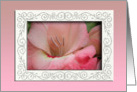 Pink Gladiola, August Birth Flower card