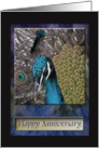 Peacock, Happy Anniversary card