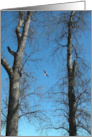 Eagle Flying Between the Trees, Eagle Scout Invitation card