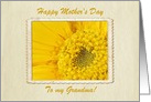 Mother’s Day, Grandmother, Gerber Daisy card